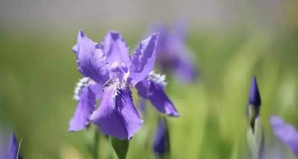 朝鲜国花叫什么名字（朝鲜国花排行）