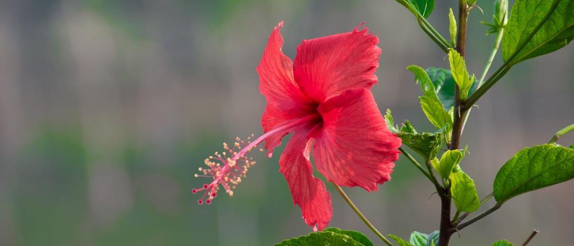 扶桑花怎么养才能开花（扶桑花栽培技术要点）