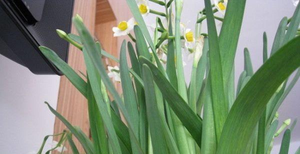 水仙花几点开花时间（关于水仙花的开放季节）