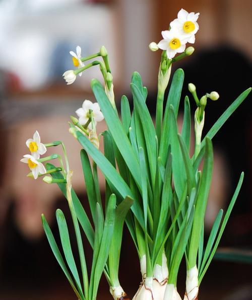 水仙花几点开花时间（关于水仙花的开放季节）