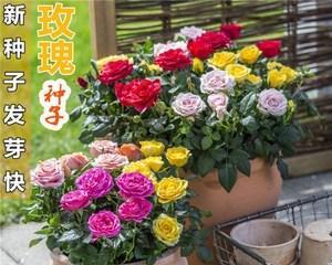 玫瑰花怎么种植（玫瑰花的种植方法和时间）