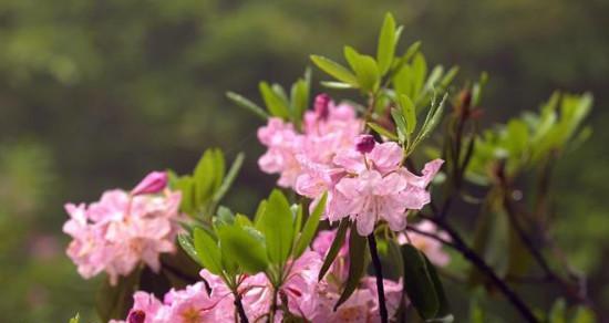 杜鹃花什么时候开花季节（有关杜鹃花花期简介）