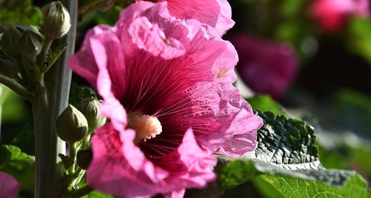 蜀葵花耐寒吗（蜀葵花种植方法和时间）