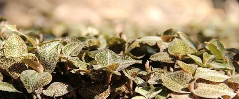 金线莲种植技术方法和管理（金线莲的栽培与管理）