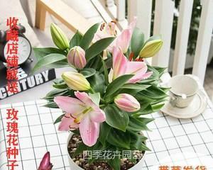 香水百合花期什么时候（有关香水百合的花期时间）