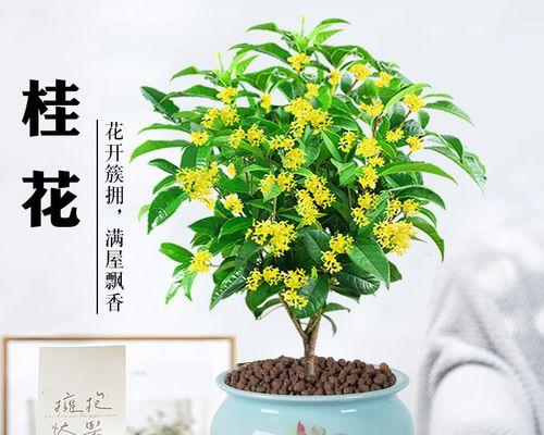 桂花盆景怎么养（桂花盆景的养护知识）