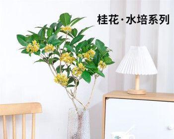 桂花盆景怎么养（桂花盆景的养护知识）