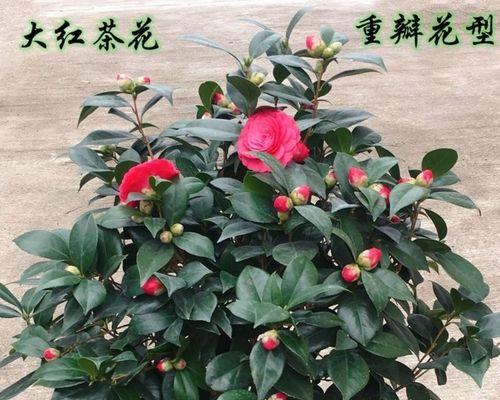 四季常青又耐寒的花有哪些（适合家养的花卉植物介绍）