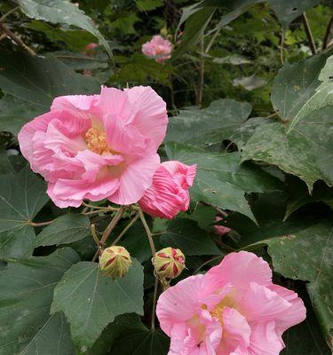 芙蓉花什么时候开花（观赏芙蓉花花期简介）