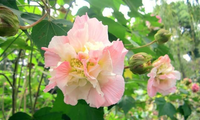 芙蓉花什么时候开花（观赏芙蓉花花期简介）