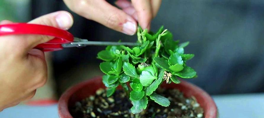 浅根系植物有哪些（浅根系植物的三大吸收特性）