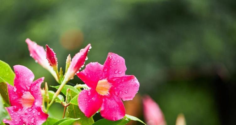 七月开什么花最盛（七月具有代表性的花介绍）