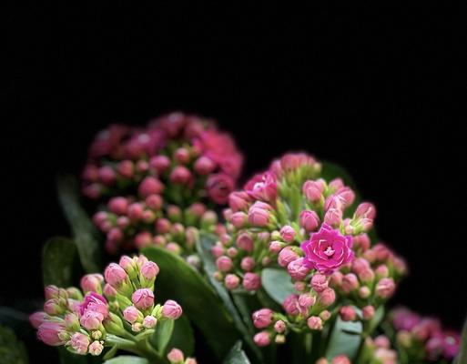 长寿花的花语——传达生命的美好祝愿（长寿花的花语及其象征意义）