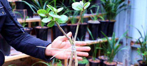 长寿花的生根方式与意义（以长寿花语为媒介）