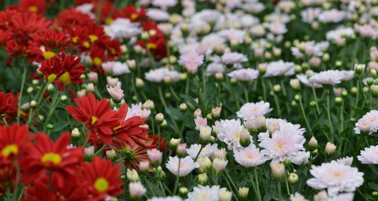 长寿菊（百花中的生命奇迹——长寿菊花语解读）