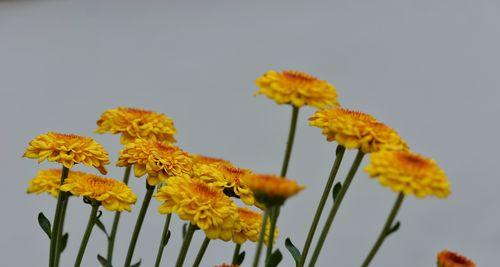 长寿菊（百花中的生命奇迹——长寿菊花语解读）