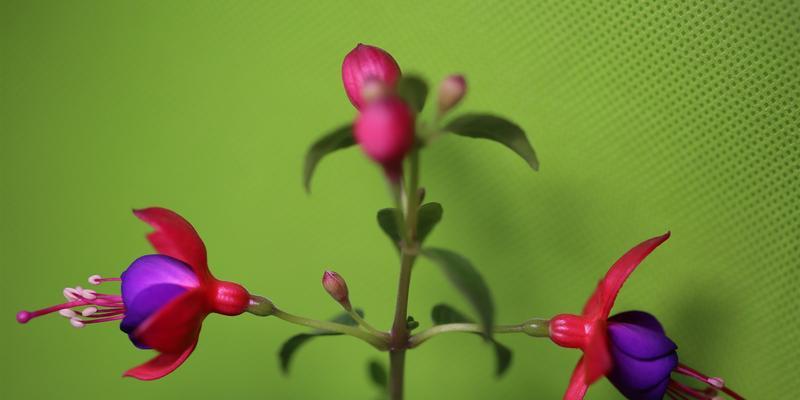 吊钟海棠花语（用吊钟海棠的花语传递思念与希望）