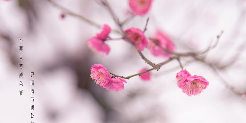 冬日梅花的寓意与象征（冬天的梅花）