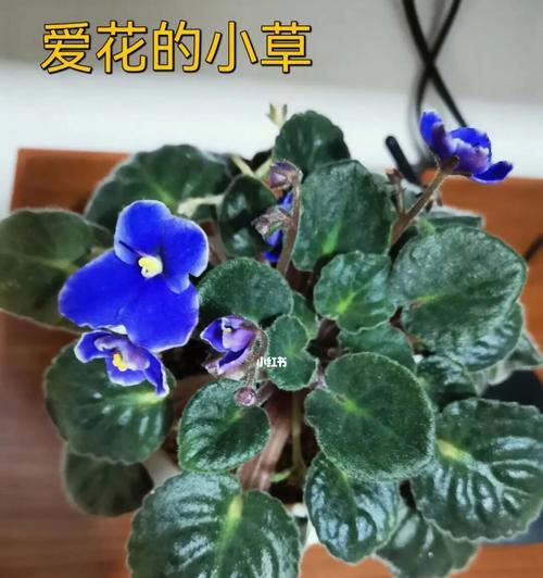 非洲紫罗兰花语的奥秘（探索非洲紫罗兰花语的深层含义）