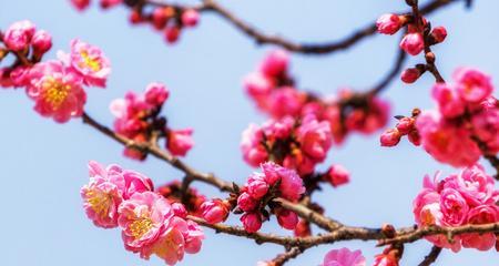 粉色梅花之恋（粉色梅花的花语与意义）