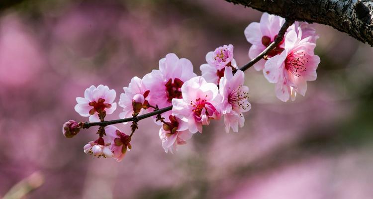 粉色梅花之恋（粉色梅花的花语与意义）