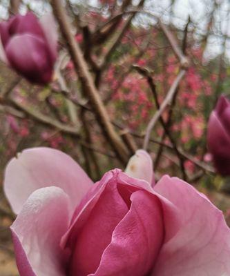 粉色玉兰花的花语——美丽与爱的象征（玉兰花）