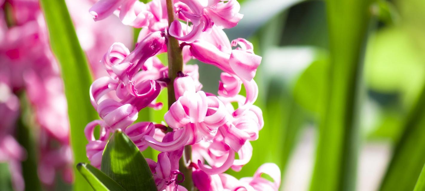 风信子鲜花花语（展示风信子鲜花花语的美丽与意义）