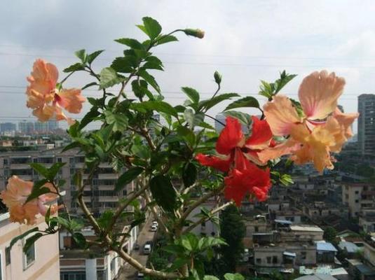 探索扶桑花叶子小的意义（神秘的微观世界与自然奇迹）