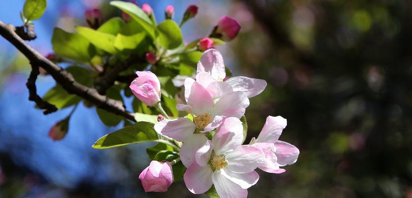 格里海棠——红色之美（探寻格里海棠海棠花的文化意义和美学价值）