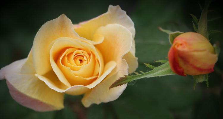 月季花之花语（用花语传递情感）