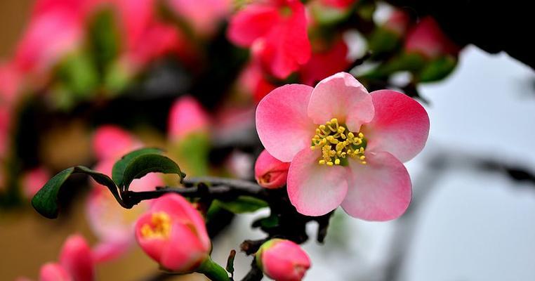 观叶海棠花语（探寻观叶海棠的忧伤与坚强）