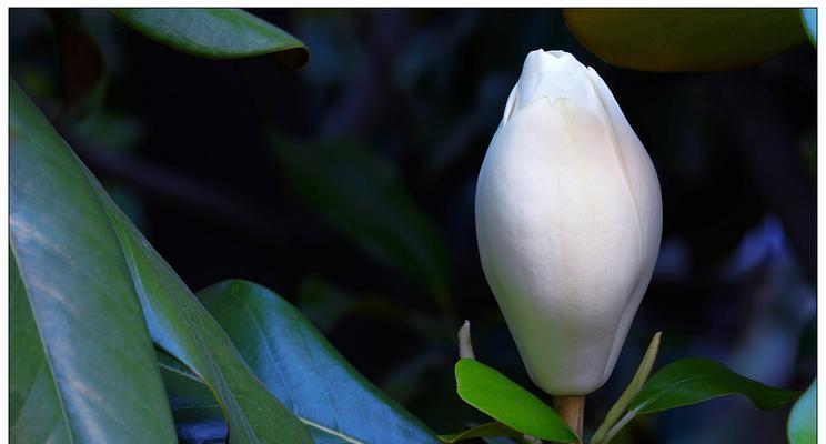 广玉兰花的象征意义——傲然独立的美丽（广玉兰的芳香漫溢）