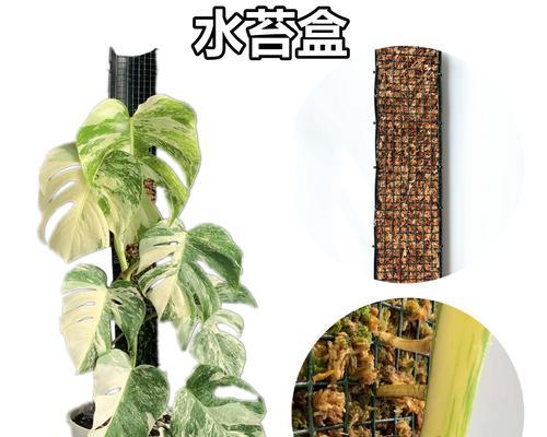 用龟背竹浇花的智慧——花草养护的正确方法（以龟背竹浇花语录为指南）