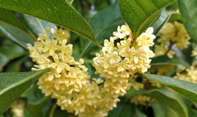 桂花开花寓意美好生活（以桂花为媒）