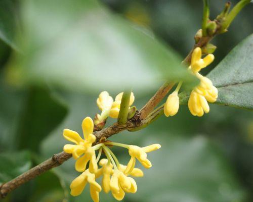 桂花开花寓意美好生活（以桂花为媒）