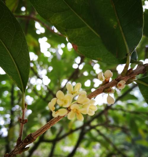 桂花开花寓意美好生活（以桂花为媒）