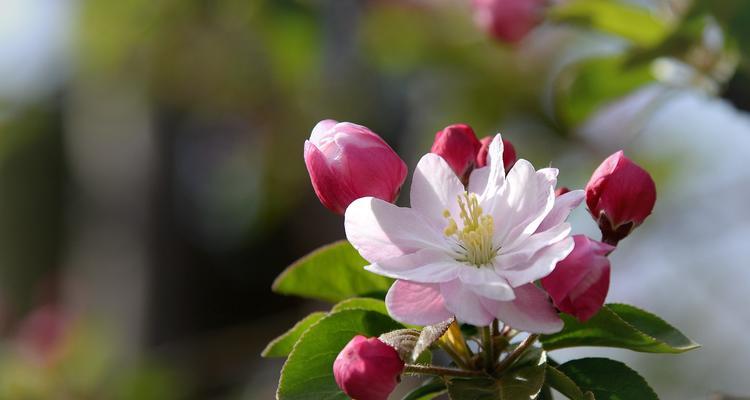 海棠花（追寻坚韧与美丽之花的秘密）