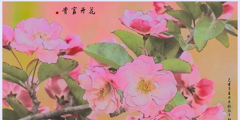 海棠花（探寻海棠花的花语及其意义）