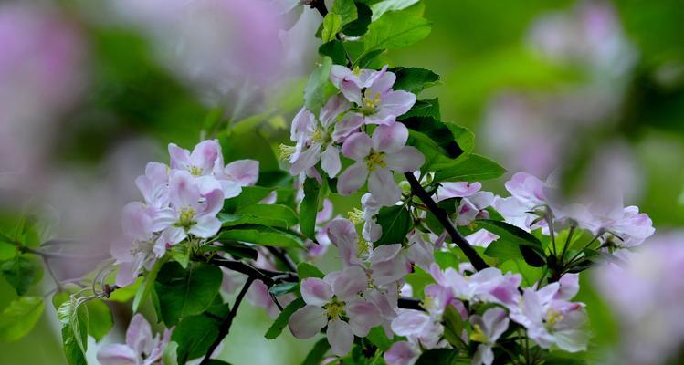 海棠花的花语与意义（传达爱与永恒的海棠花语）