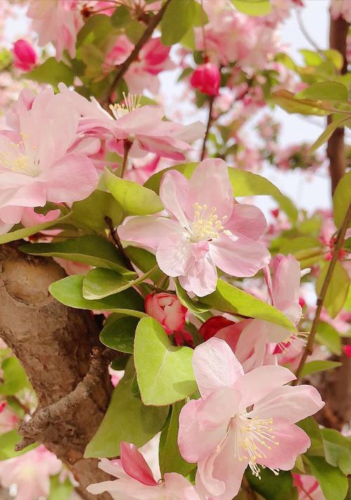 海棠花花语——爱的承诺（唯美诗意）