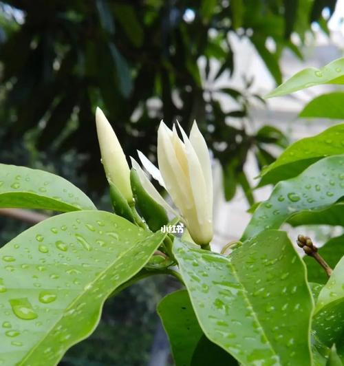 含笑花的寓意与象征意义（探究含笑花的文化内涵及象征意义的多样性）