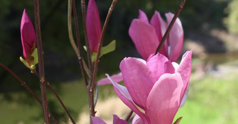 红玉兰花的寓意和象征（探寻红玉兰花的内涵与象征意义）