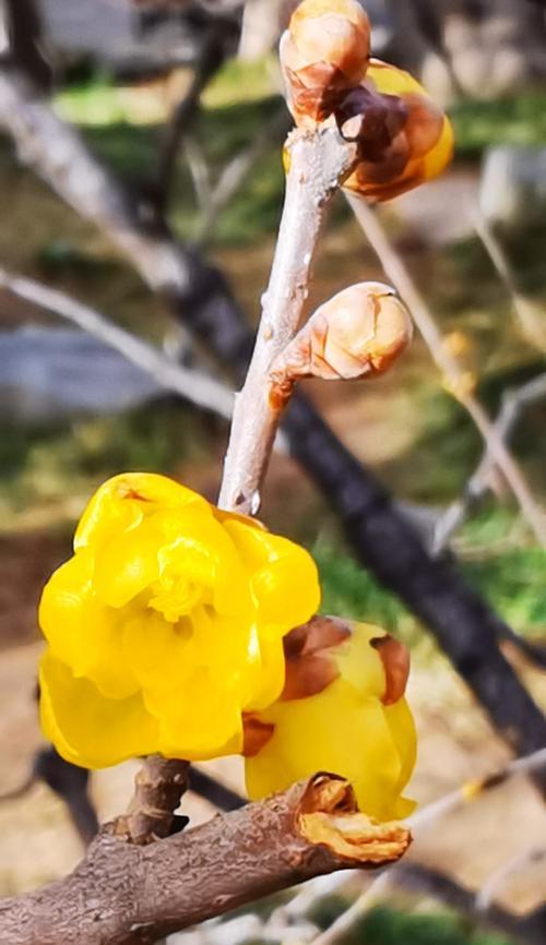 黄腊梅花的花语与美丽传说（探寻黄腊梅花的含义与传承美丽的故事）