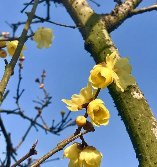 黄腊梅花的花语与美丽传说（探寻黄腊梅花的含义与传承美丽的故事）