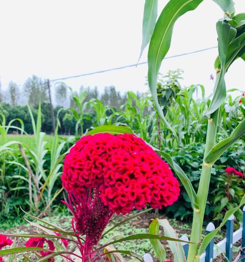 以鸡冠花为寓意的花卉文化探析（探寻鸡冠花背后的象征与意义）