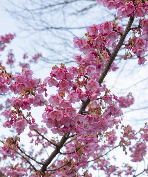 九月桃花刀（揭秘九月桃花刀的历史渊源及其独特之处）