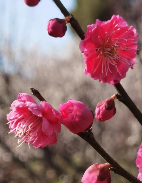 腊梅花的花语——爱心的象征（以花朵盛开传递爱意的美丽之花）