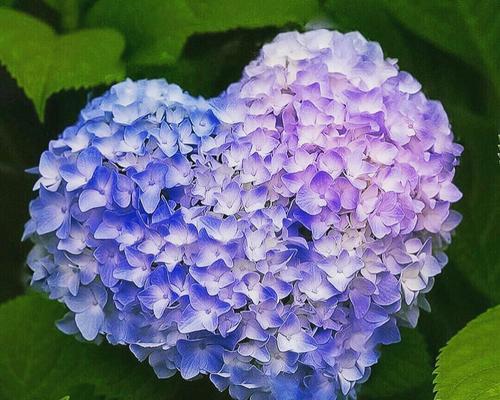 蓝边八仙花（以蓝边八仙花花语为主题的美丽花卉解读）