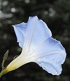 蓝色牵牛花的花语（蓝色牵牛花传递着爱）