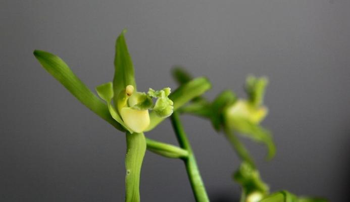 探秘兰花飞肩，传统文化的瑰宝（神秘的兰花飞肩）